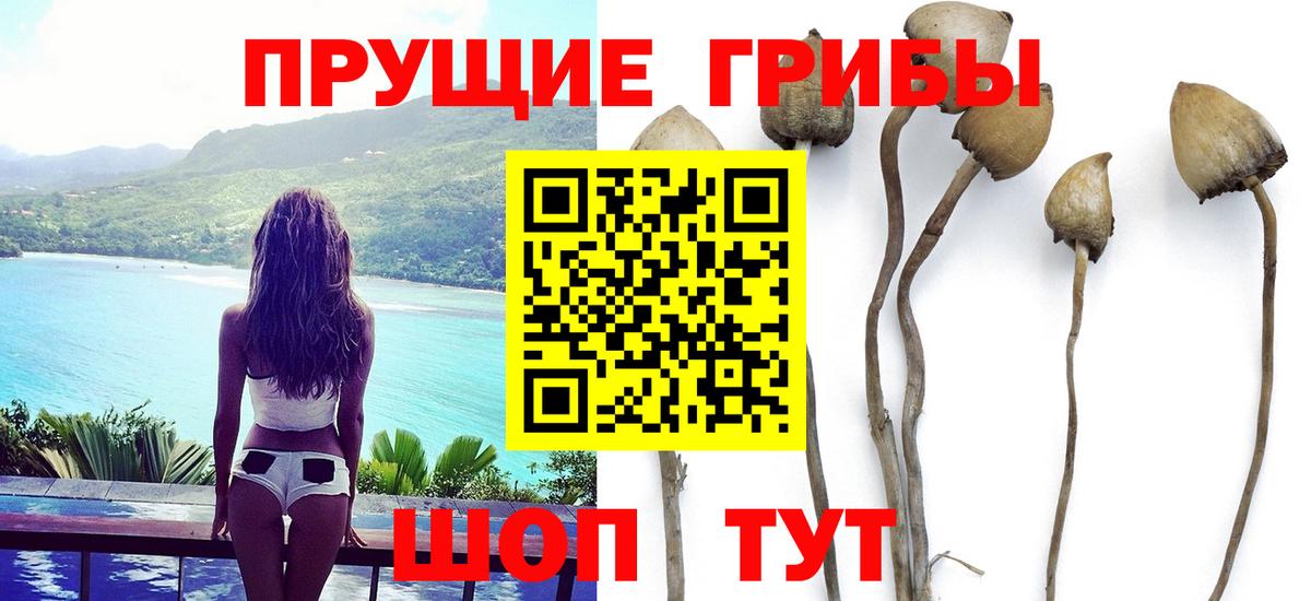 Елец  Псилоцибиновые грибы Psilocybine cubensis  Вход с VPN 